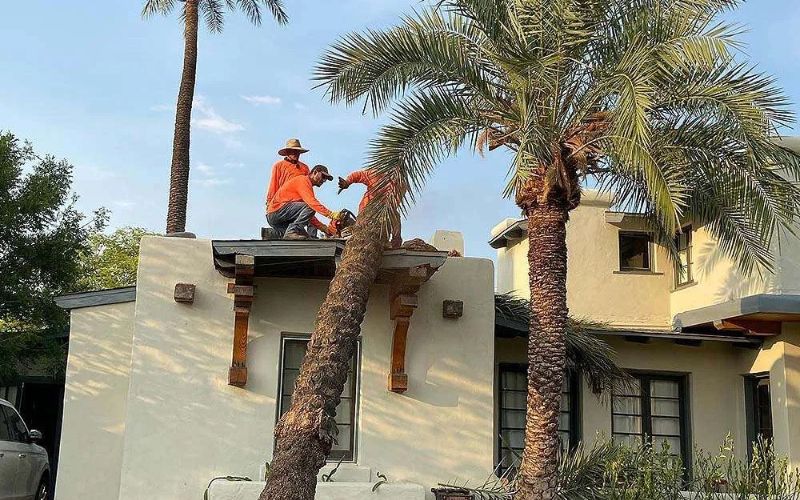 Palm-tree-removal-02