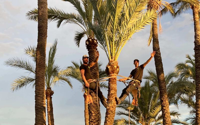 Palm-tree-removal-03